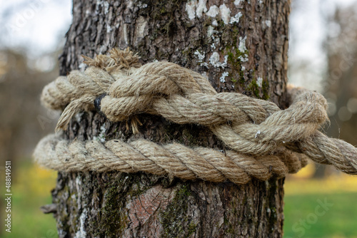 An old rope tied in a knot to a large tree in the forest. A rope around the trunk of a tree, a rope with a knot around the tree. Beautiful natural environment. Macro climbing on a white rope. © AndreyZayats