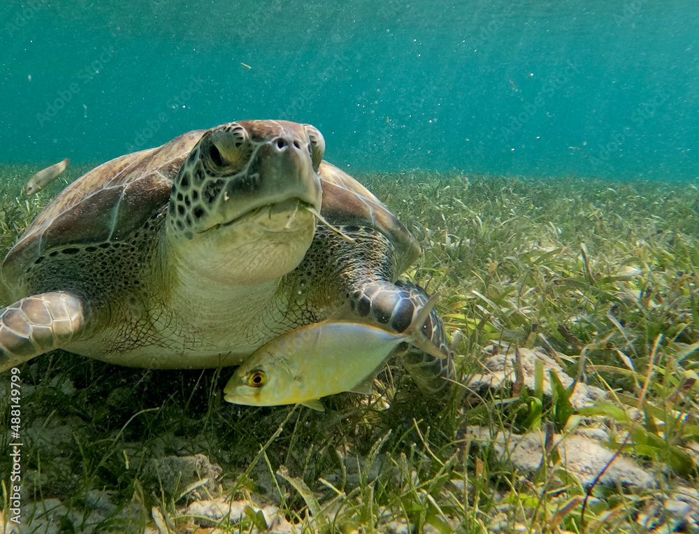 Obraz premium Sea Turtle, Cayman Islands