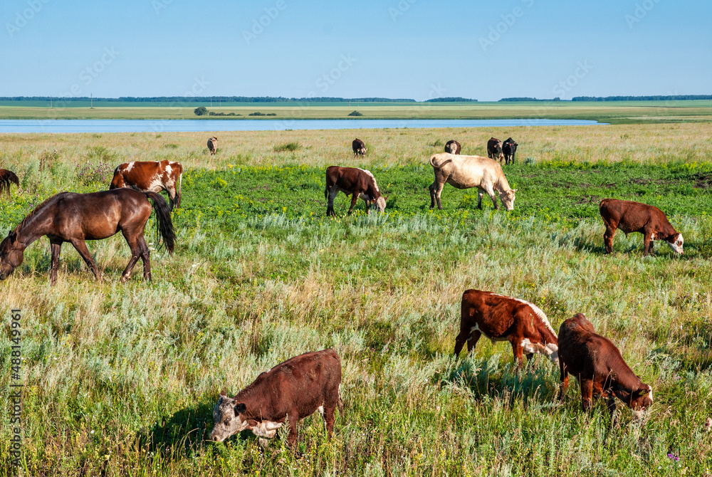 cows on pasture cows on pasture