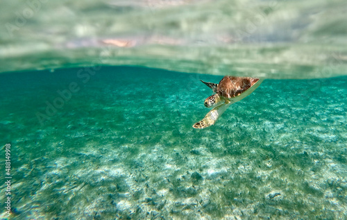 Sea turtle diving down