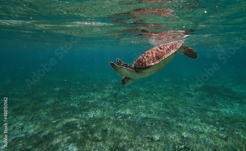 Sea turtle diving down