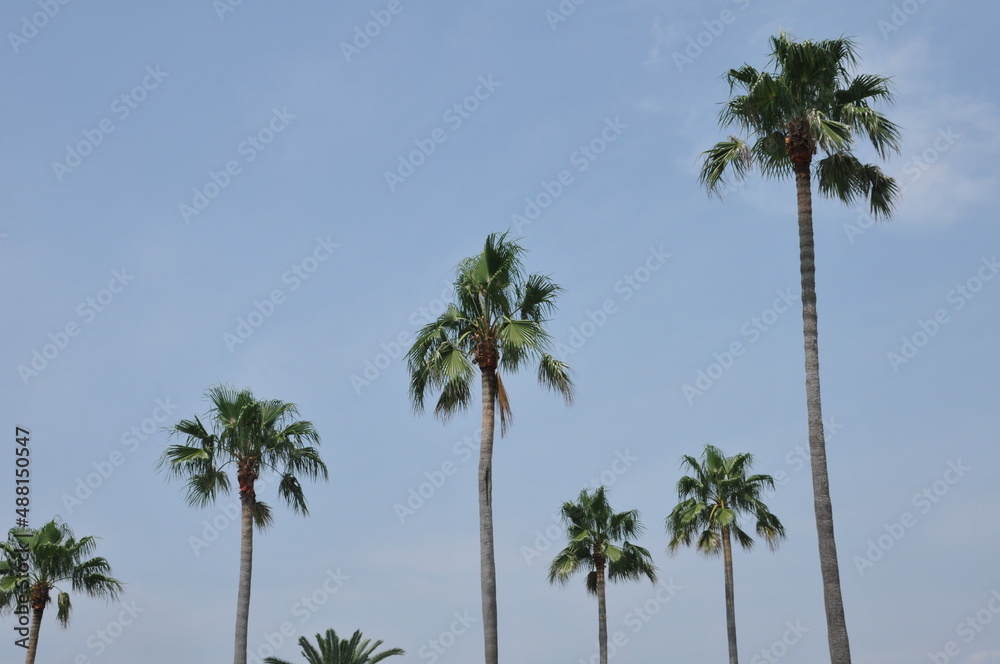 palm trees against sky palm trees against sky