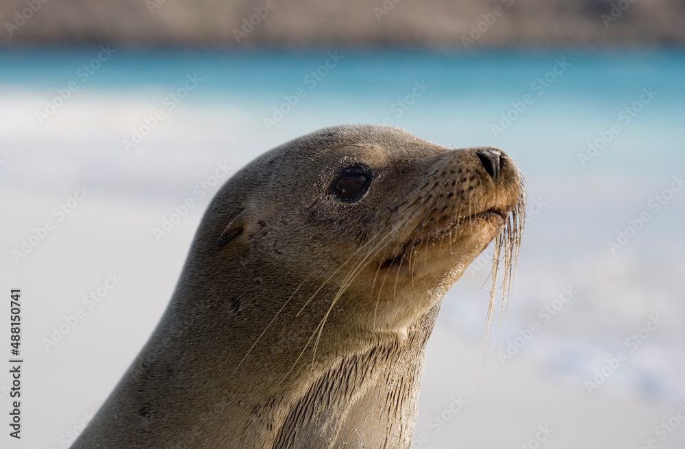 Obraz premium Galapagos Sea lion ( Zalophus wollebacki ) on a beach at Gardner Bay, Espanola, Galapagos Islands, Ecuador