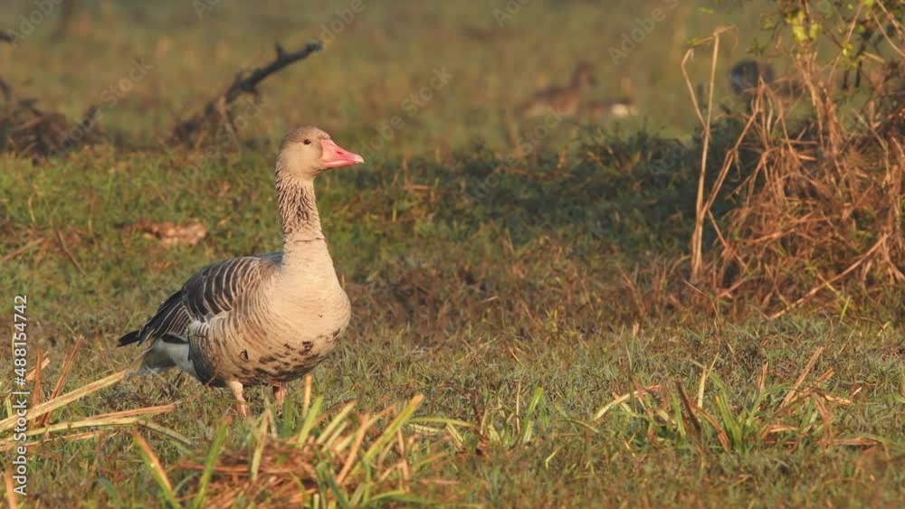 Full shot of Greylag goose with habitat and eye contact at wetland of keoladeo national park or bharatpur bird sanctuary rajasthan india - Anser anser Full shot of Greylag goose with habitat and eye contact at wetland of keoladeo national park or bharatpur bird sanctuary rajasthan india - Anser anser