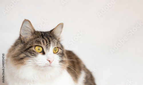 beautiful fluffy cat with yellow eyes close-up