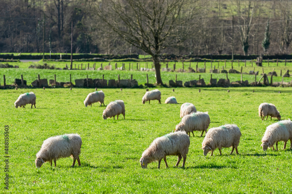 Sheep grazing in the sun in a meadow