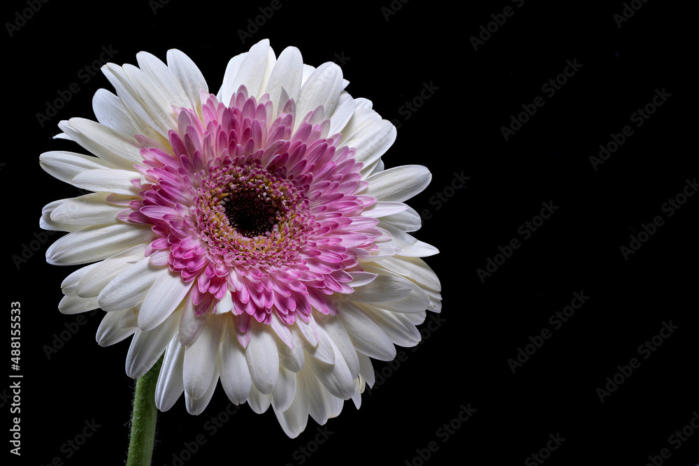 Detailed close up of a white and pink gerbera, deep focused on black background with space for text Detailed close up of a white and pink gerbera, deep focused on black background with space for text