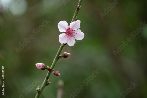 A peach tree has peach blossoms on its branches against a green background