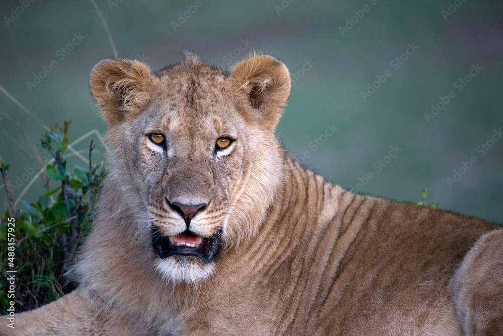 Obraz premium African wild life.