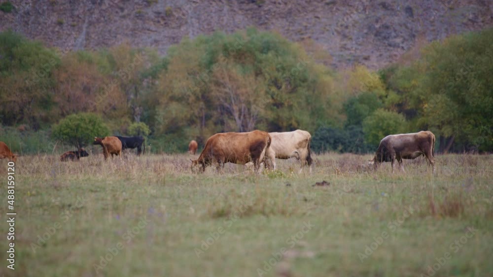 Herd of cattle grazing on the pasture. Slow motion. Herd of cattle grazing on the pasture. Slow motion.