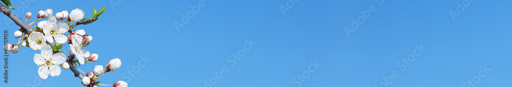 Spring banner with white cherry flowers on blue sky background. Spring floral template with сopy space for your text. Сherry blossom macro shot. Spring banner with white cherry flowers on blue sky background. Spring floral template with сopy space for your text. Сherry blossom macro shot.