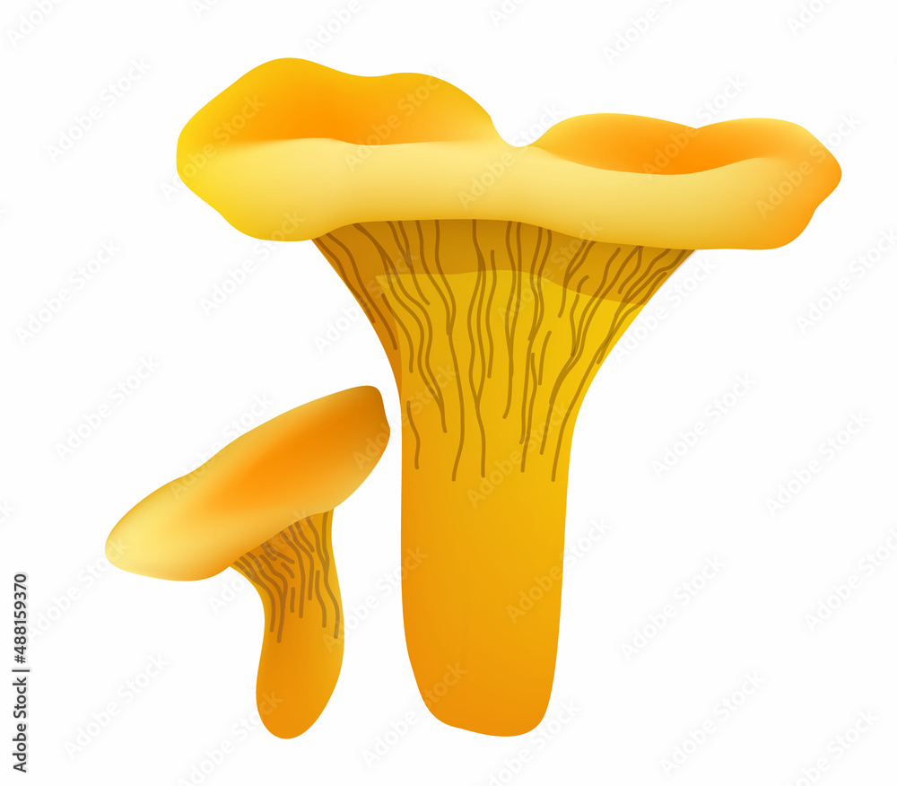 two chanterelle mushrooms isolated on white background. Realistic mushroom render. Vector illustration