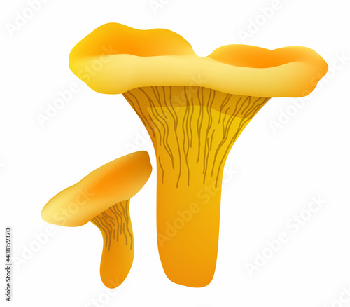 two chanterelle mushrooms isolated on white background. Realistic mushroom render. Vector illustration