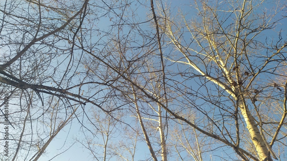 branches against sky