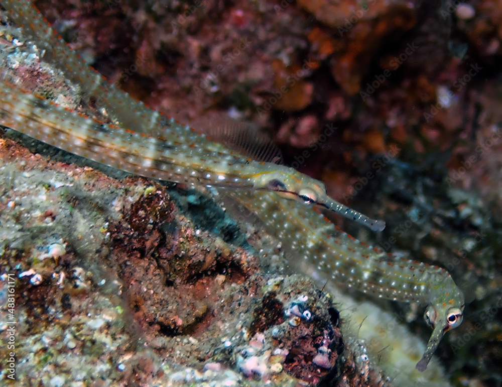Schultz's Pipefish (Corythoichthys schultzi) in the Red Sea, Egypt Schultz's Pipefish (Corythoichthys schultzi) in the Red Sea, Egypt