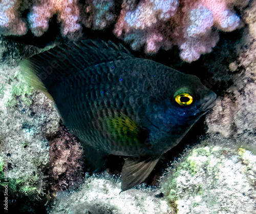 A Whitespotted Devil (Plectroglyphidodon lacrymatus) in the Red Sea, Egypt