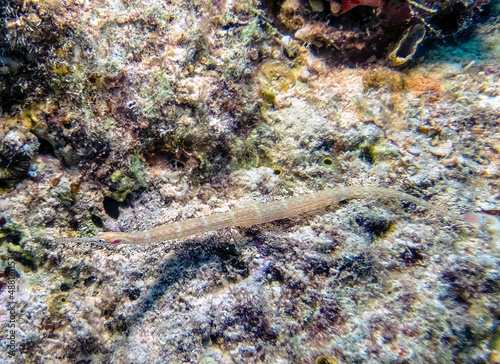 Schultz's Pipefish (Corythoichthys schultzi) in the Red Sea, Egypt photo