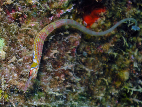 Schultz's Pipefish (Corythoichthys schultzi) in the Red Sea, Egypt