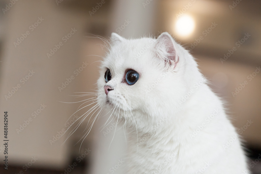 British shorthair white cat with blue eyes close up portrait