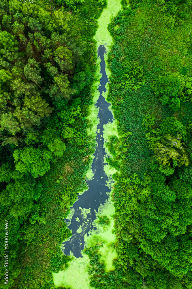Fototapeta premium Amazing river and green forest in summer.