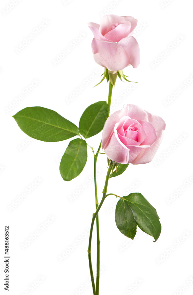 Fototapeta premium beautiful pink rose flowers isolated on white background