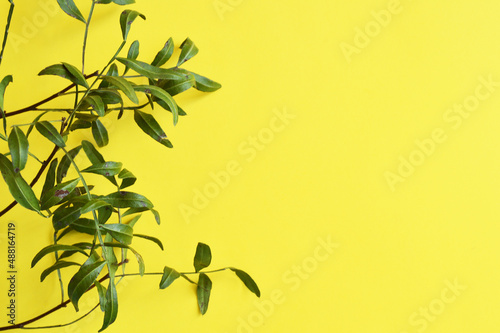 branch with green leaves on a yellow background  space for text