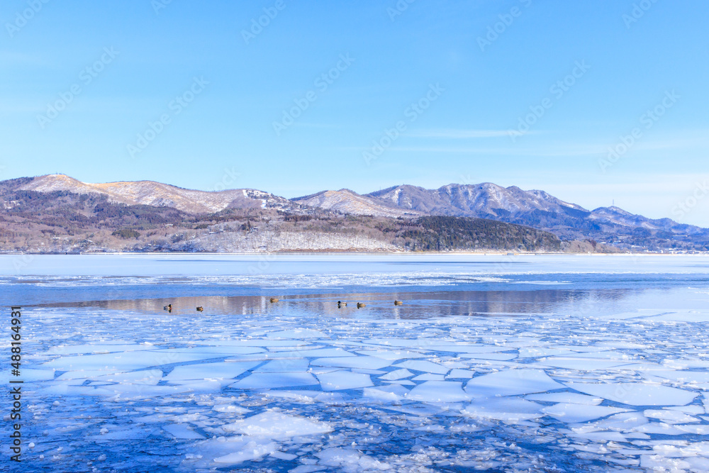 凍結した山中湖で泳ぐカモたち