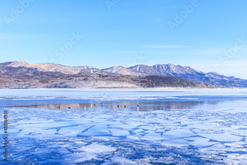 凍結した山中湖で泳ぐカモたち
