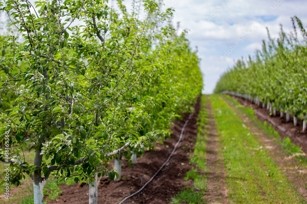 apple orchard apple orchard