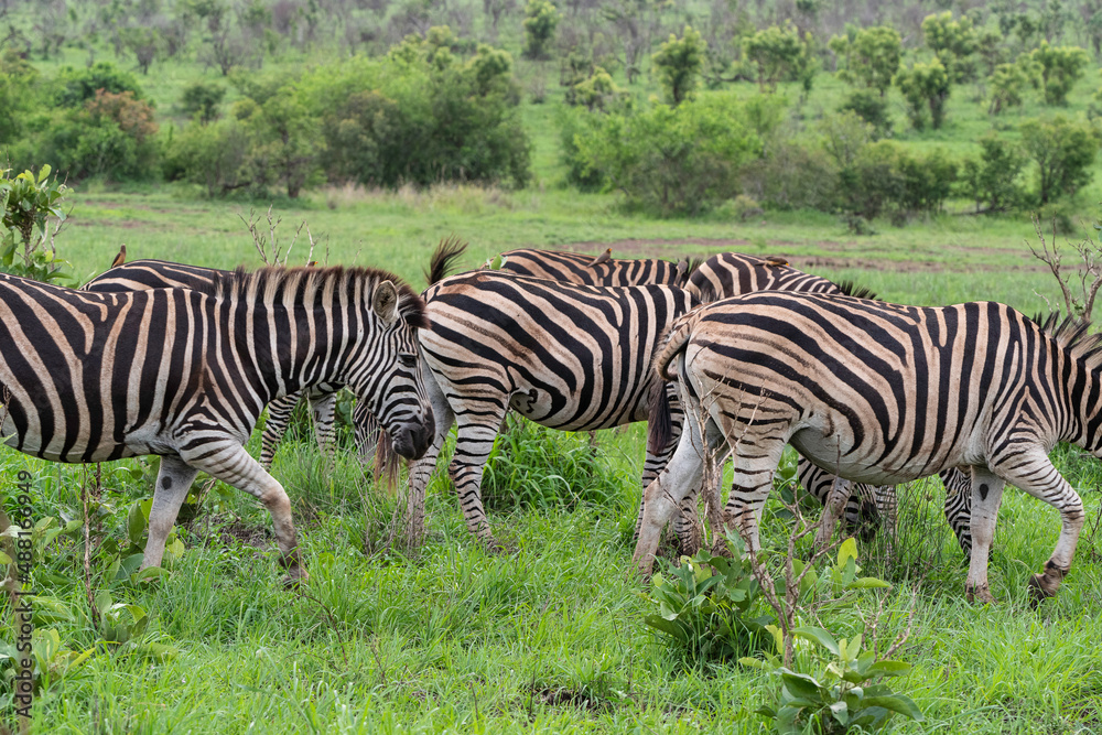 Fototapeta premium Zebra