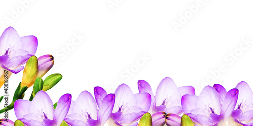 spring crocus flowers with copyspace