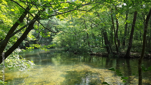 forest in the morning