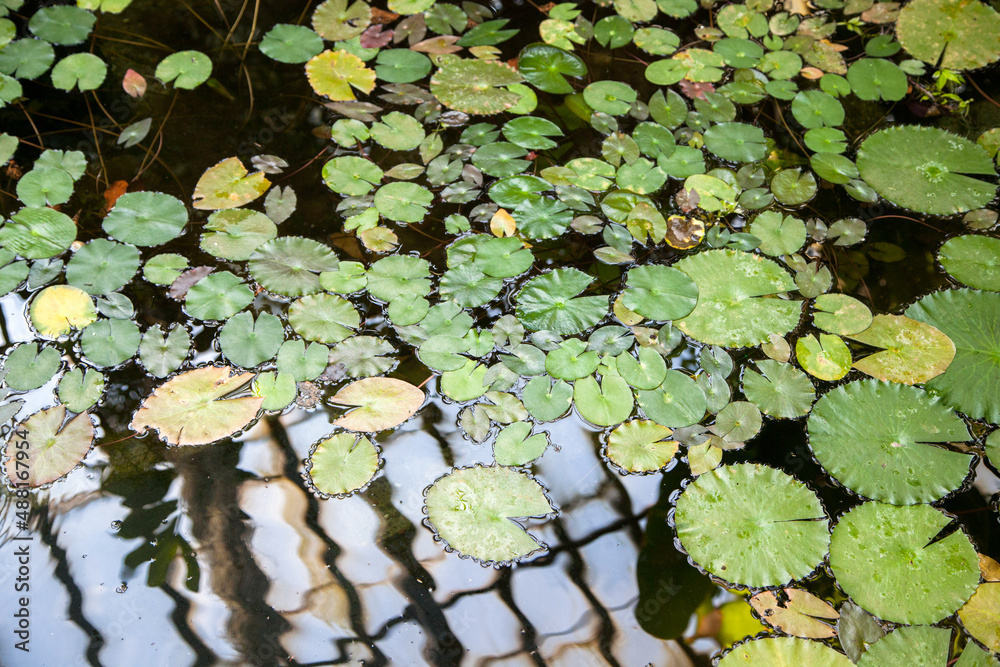 Lotus leaves on water surface Lotus leaves on water surface