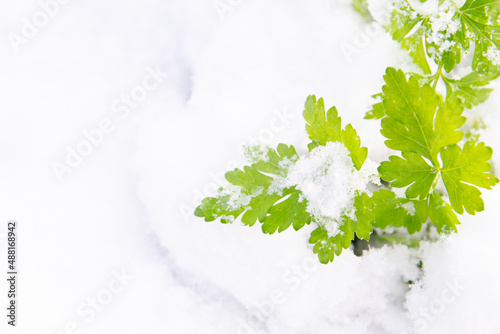 Green parsley grows in the garden in winter under the snow