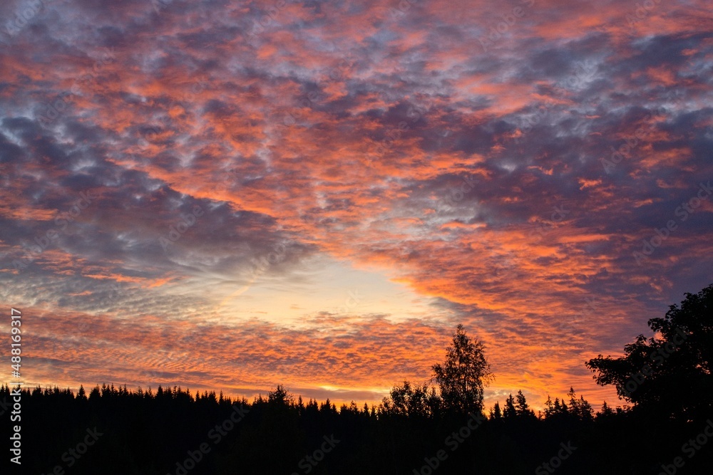 Fototapeta premium sunset in the forest