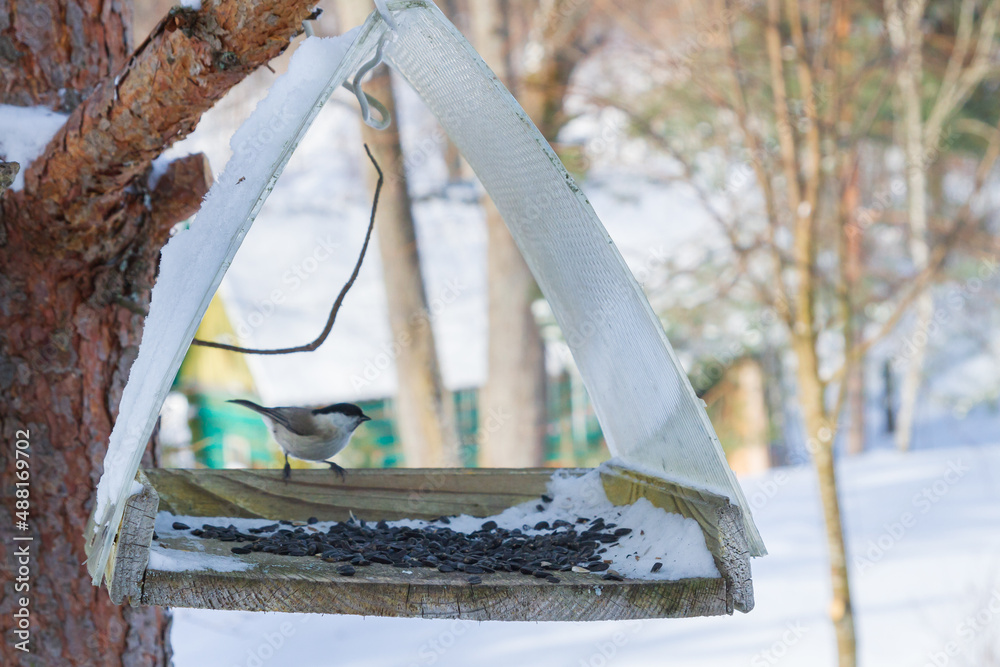 A bird feeder hangs on a tree in the village yard