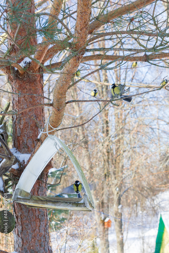 A bird feeder hangs on a tree in the village yard