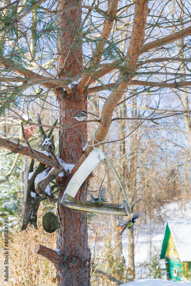 A bird feeder hangs on a tree in the village yard