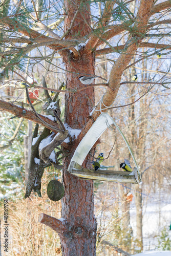 Obraz na płótnie A bird feeder hangs on a tree in the village yard w salonie