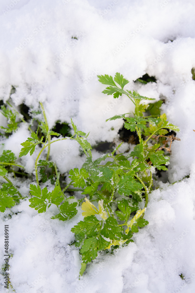 Green parsley grows in the garden in winter under the snow