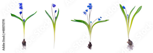 Bulbous perennial early spring flowers squill isolated on white background. Banner.