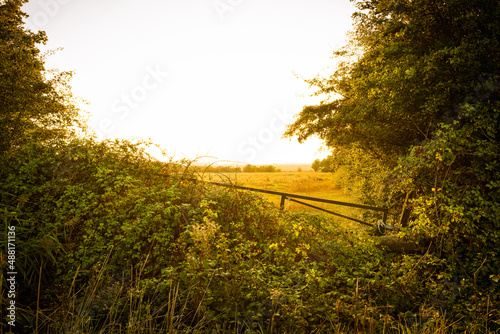 Shallow focus over an ancient hedgerow seen boarding the distant meadow. Seen during dusk in autumn.
