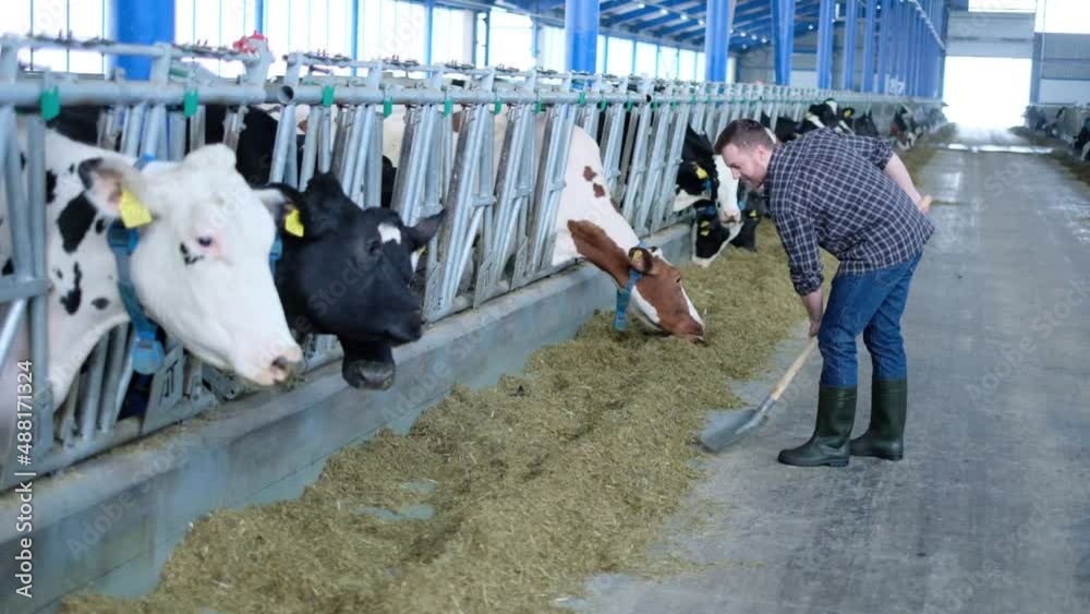 Farmer feeding cows at cowshed at a farm Farmer feeding cows at cowshed at a farm