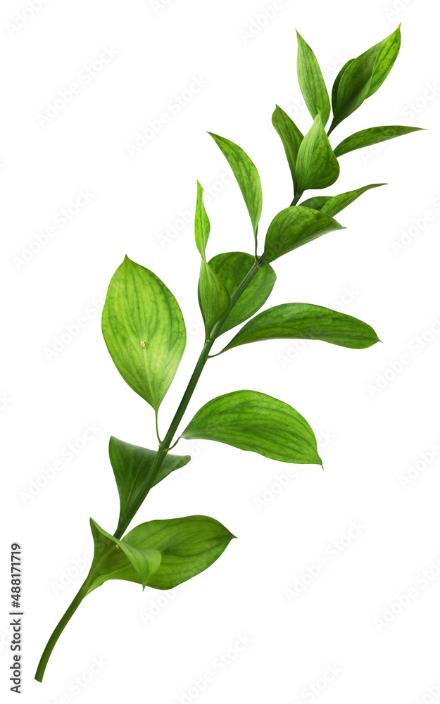 Twig of ruscus with green leaves isolated Twig of ruscus with green leaves isolated