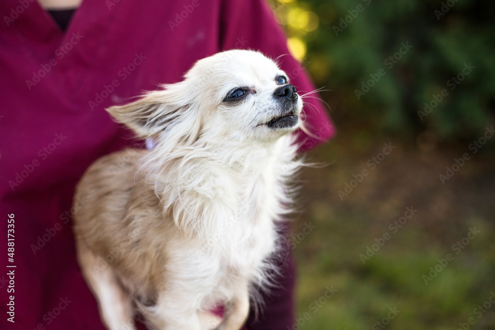Fototapeta premium Old ugly chihuahua dog on vets hands