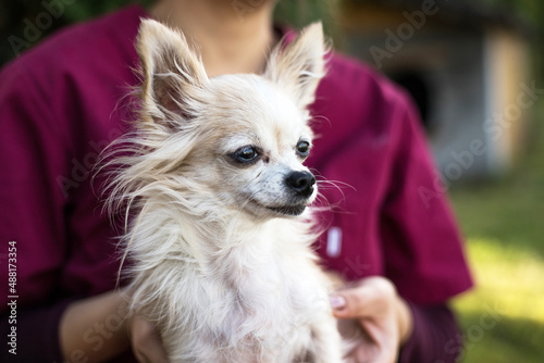 Old ugly chihuahua dog on vets hands © marcinm111