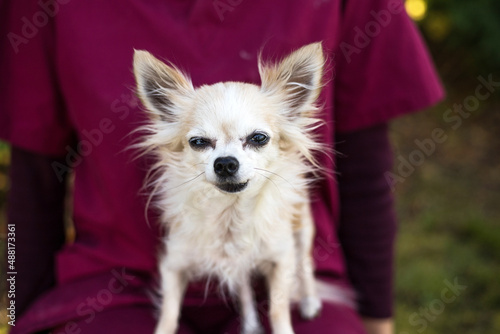 Old ugly chihuahua dog on vets hands