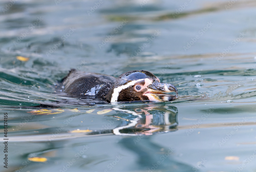 Fototapeta premium 水面から顔を出すフンボルトペンギン