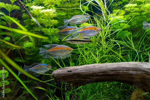 水槽の中を泳ぐ熱帯魚