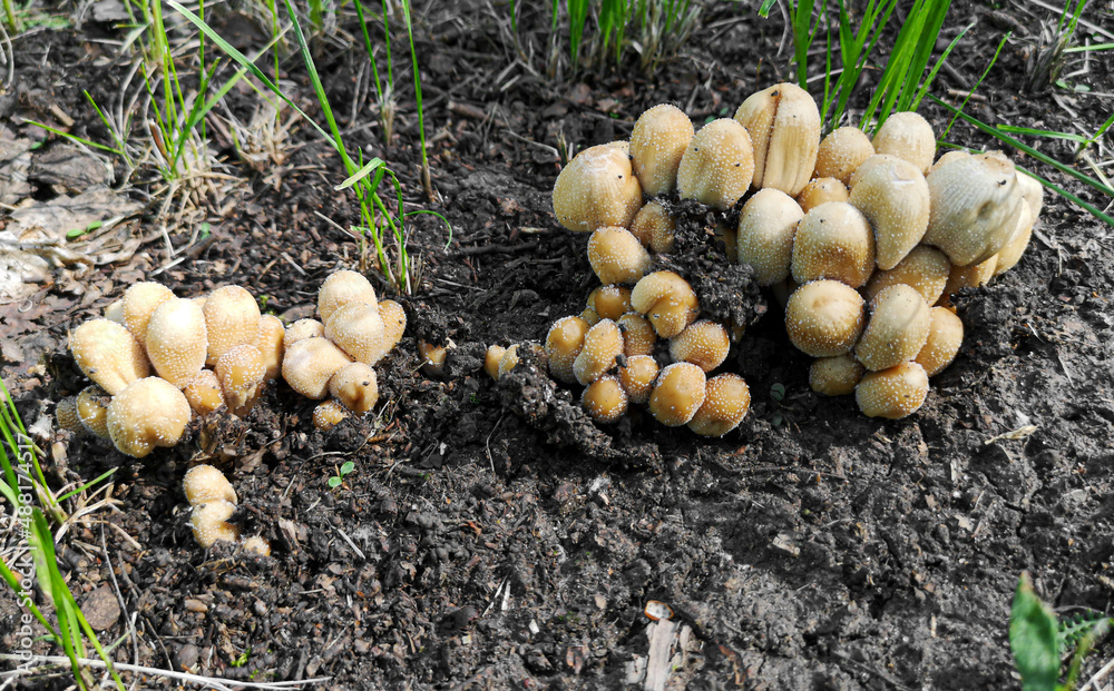 Inedible mushroom grows in the forest. Inedible mushroom grows in the forest.